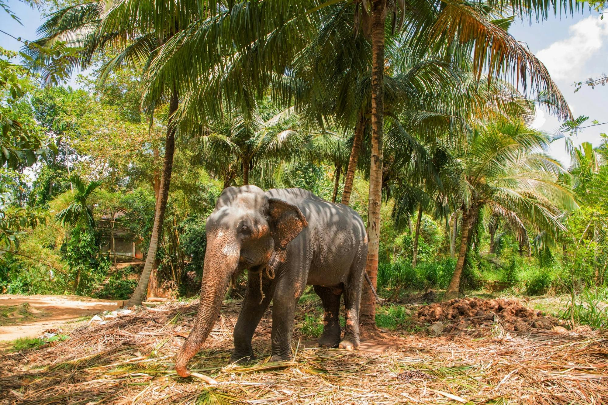 Goan jungle village tour with spice farm and elephant experience