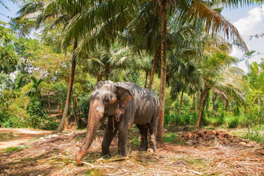 Goan jungle village tour with spice farm and elephant experience