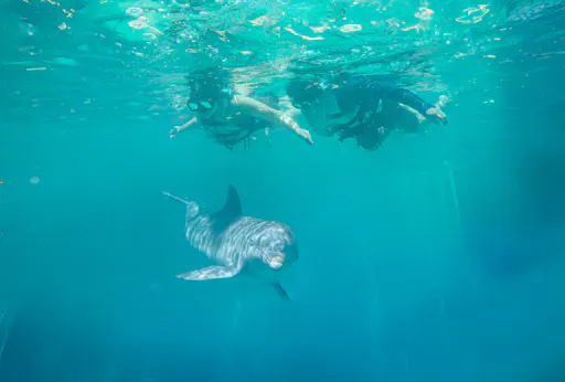 Isla Mujeres Royal Connection Program ticket