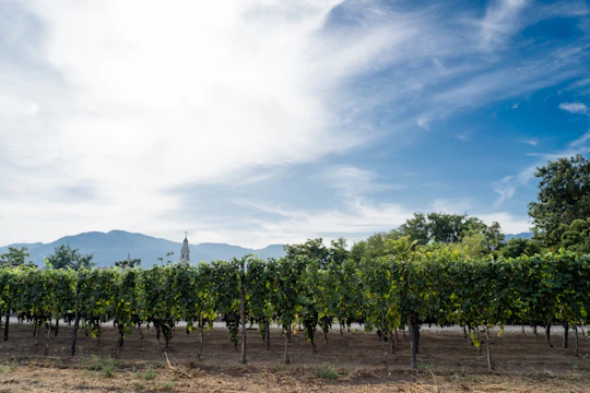 Wine tasting experience on Mount Vesuvius with lunch