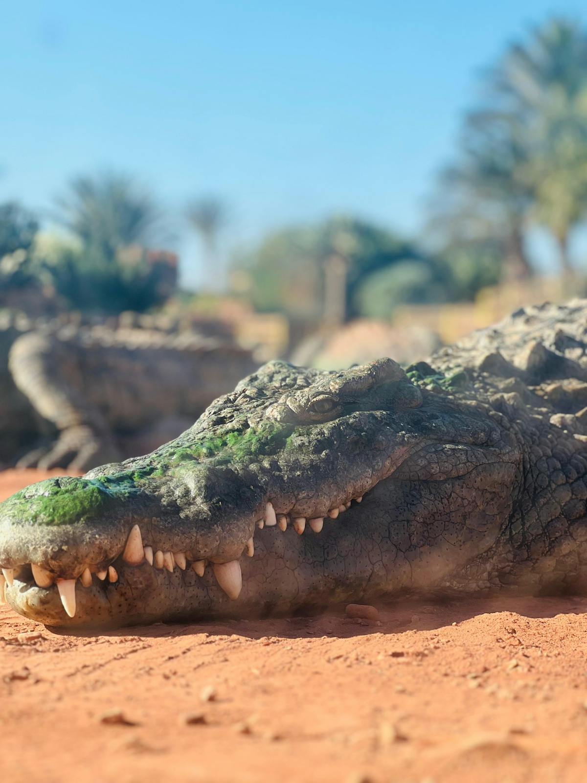 Ingang Agadir Crocopark en uitzicht op zonsondergang in kabelbaan