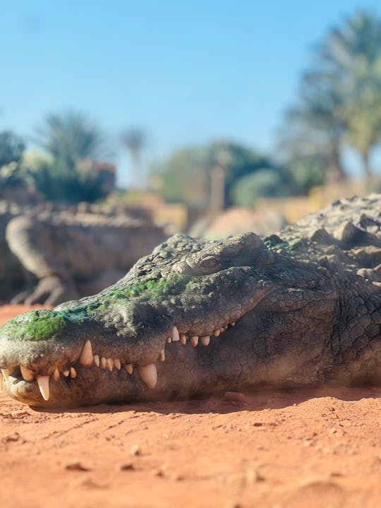 Agadir Crocopark entrance and Sunset View in cable car