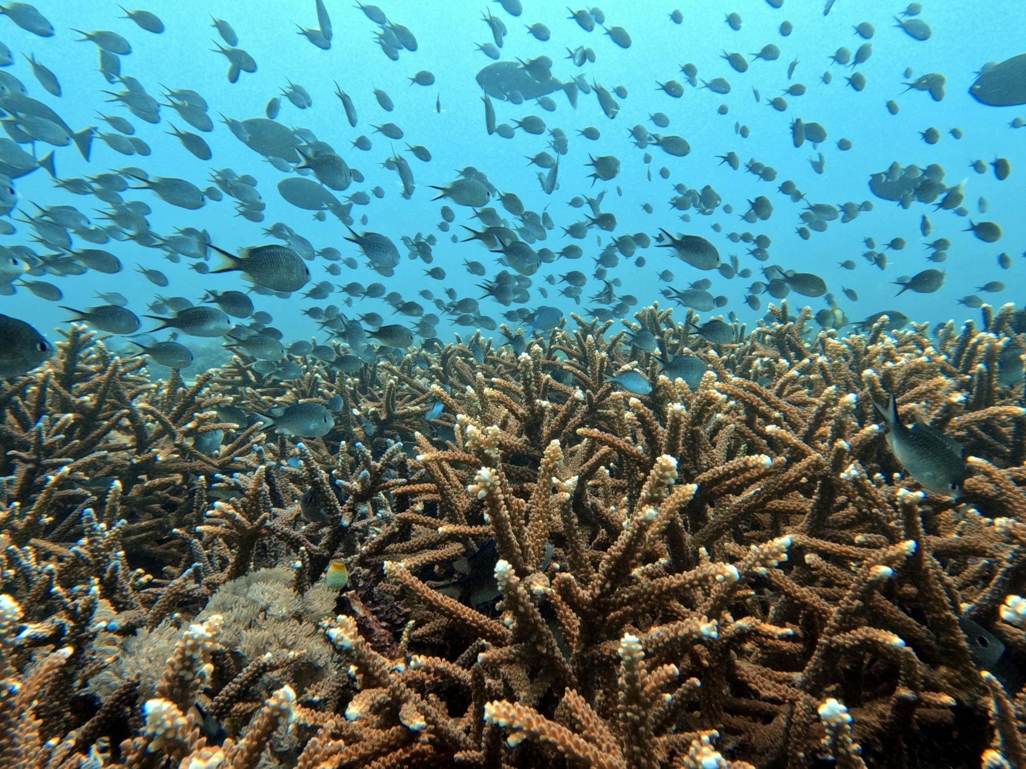 Bali koraalherstel snorkeltour met lunch