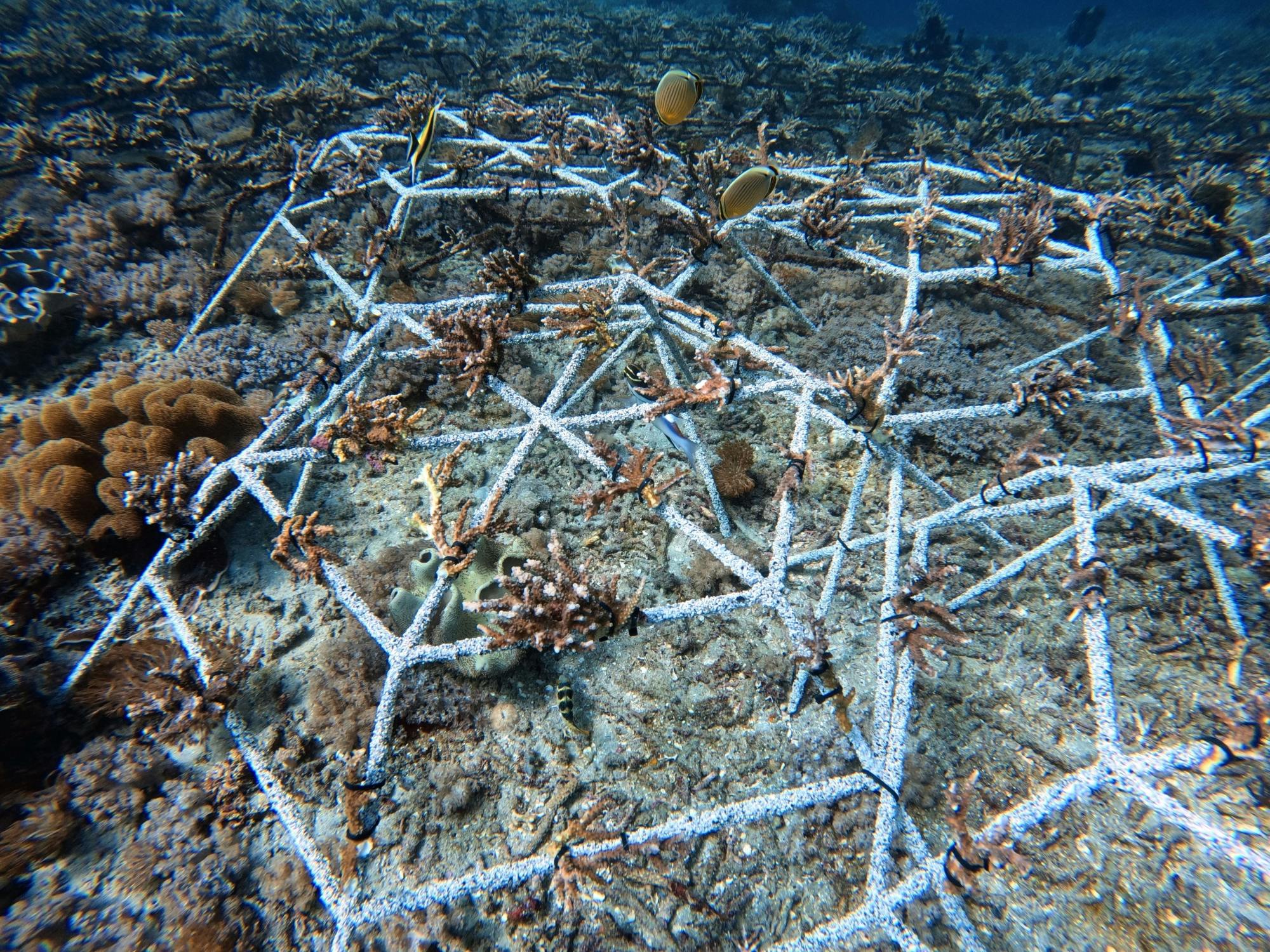Bali coral restoration snorkelling tour with lunch