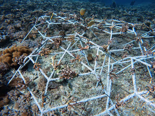 Bali coral restoration snorkelling tour with lunch