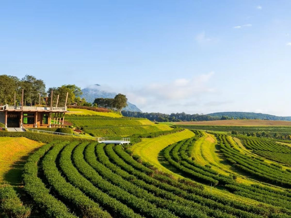 Chiang Rai Singha Park en Tempel tour met privé busje