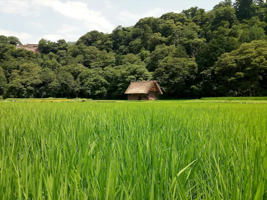 Visita guidata di un giorno a Shirakawago e Kanazawa da Kyoto