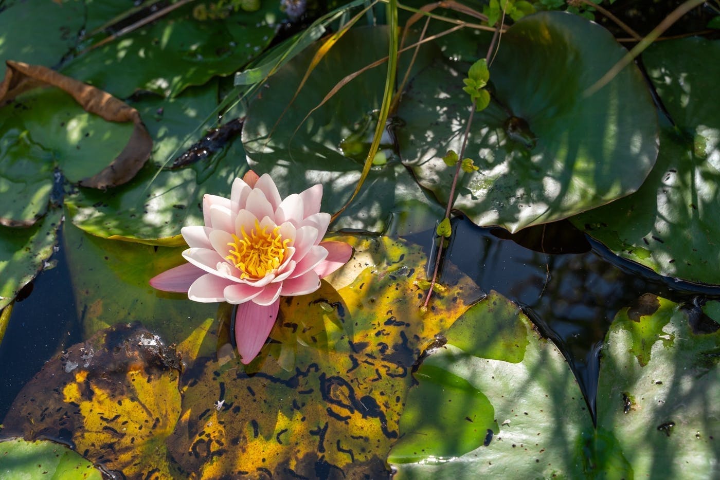 2-hours canoe tour through Waterland with a local guide