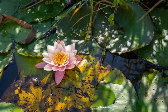 2-hours canoe tour through Waterland with a local guide