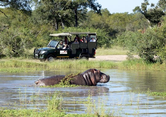 Kruger National Park afternoon safari from Hazyview