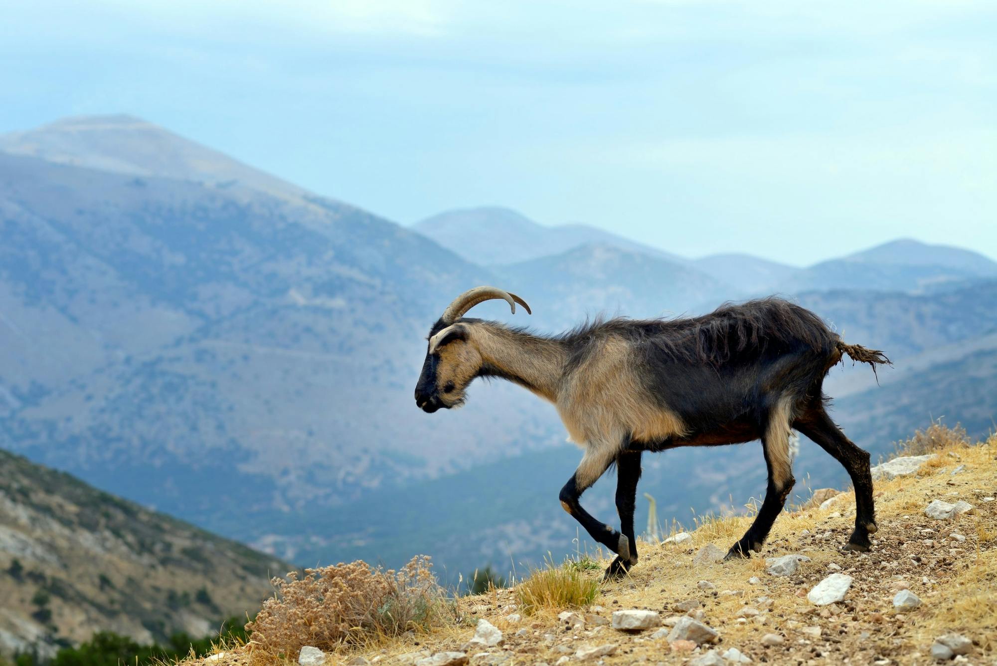 Kefalonia flavours tour