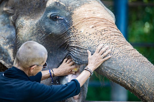 Half-day elephant feeding at Bukit Elephant Park from Phuket