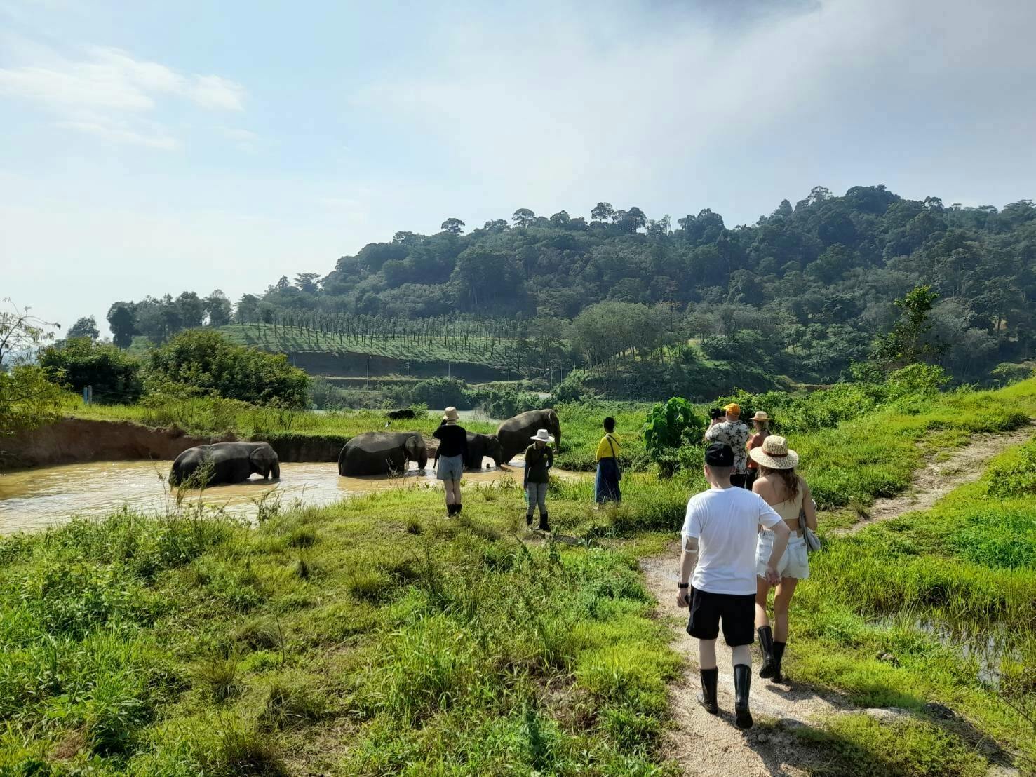 Half-day elephant feeding at Bukit Elephant Park from Phuket