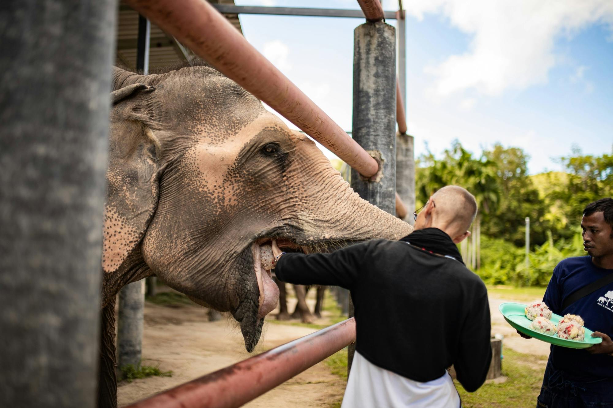 Half-day elephant feeding at Bukit Elephant Park from Phuket