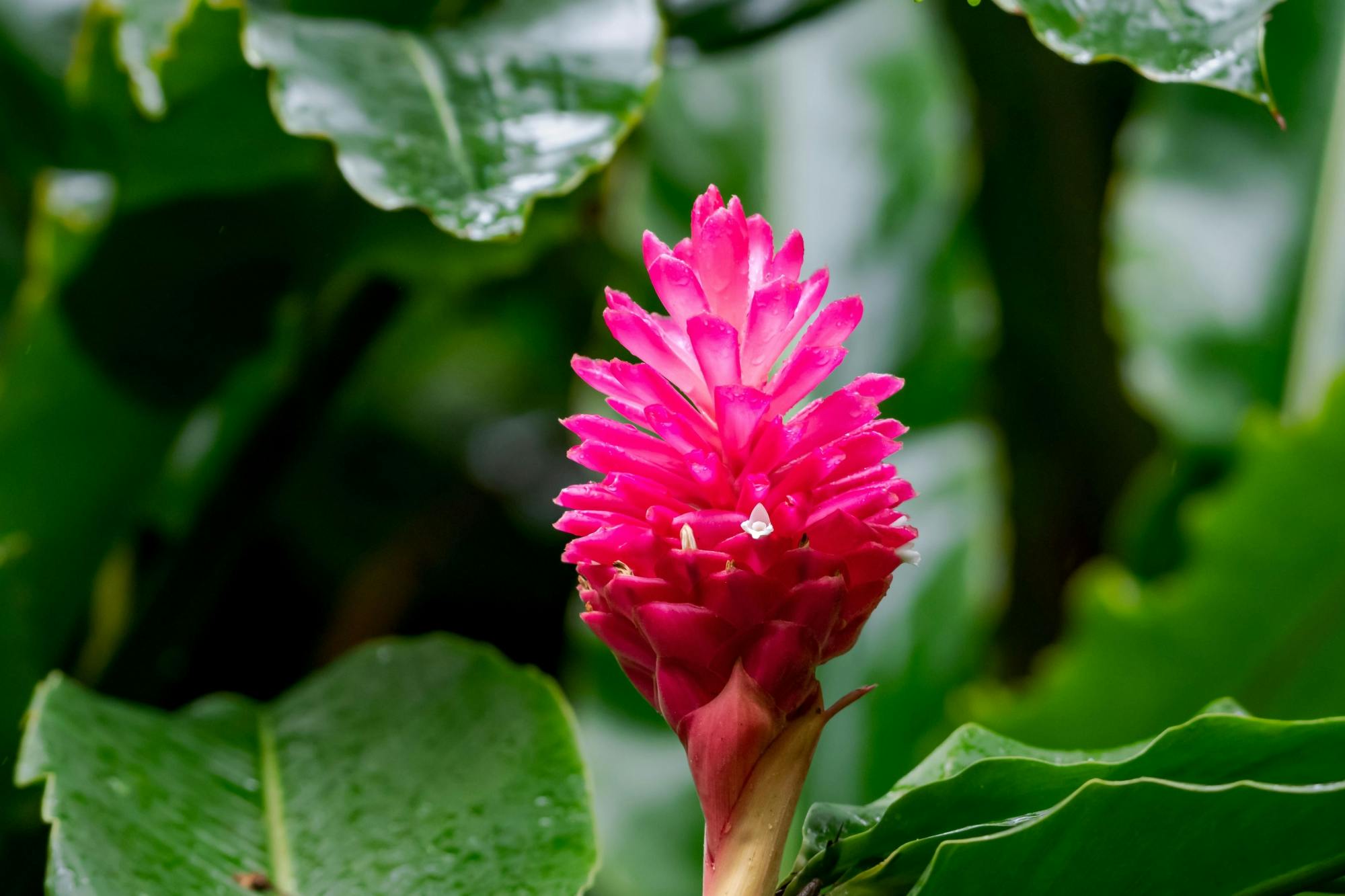 Barbados Flower Forest, Harrison's Cave & Earthworks Pottery Tour