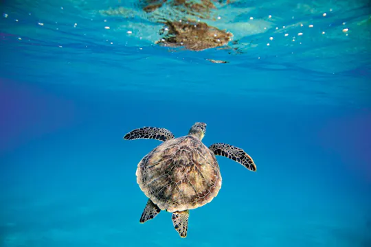 Catamaran en snorkelcruise op Barbados met lunch