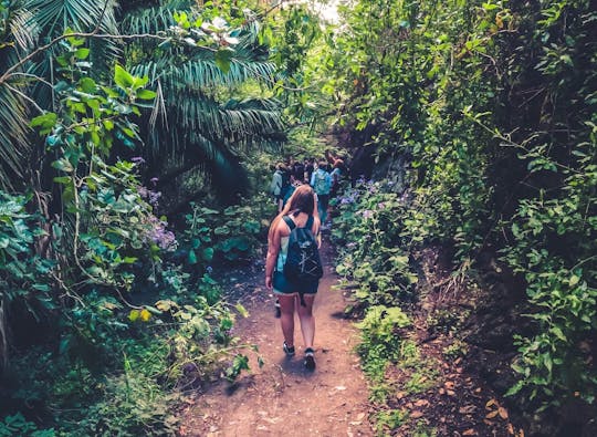 Full-day hiking experience in the rainforest