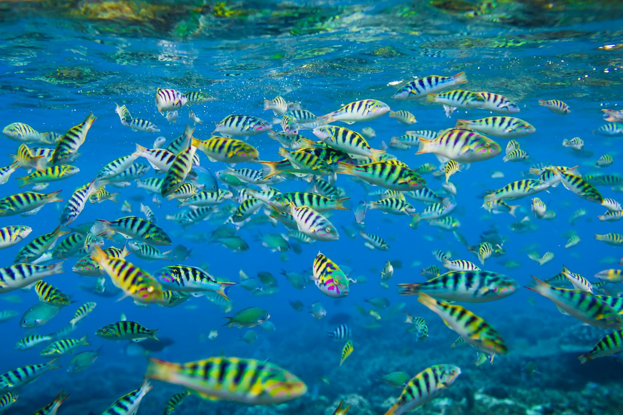 Snorkelling in Nusa Penida 4 points