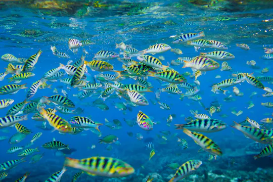 Snorkelling in Nusa Penida 4 points