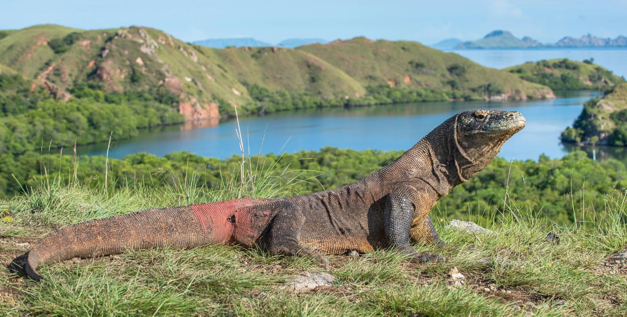 Komodo dragons, Pink Beach and snorkelling full-day adventure