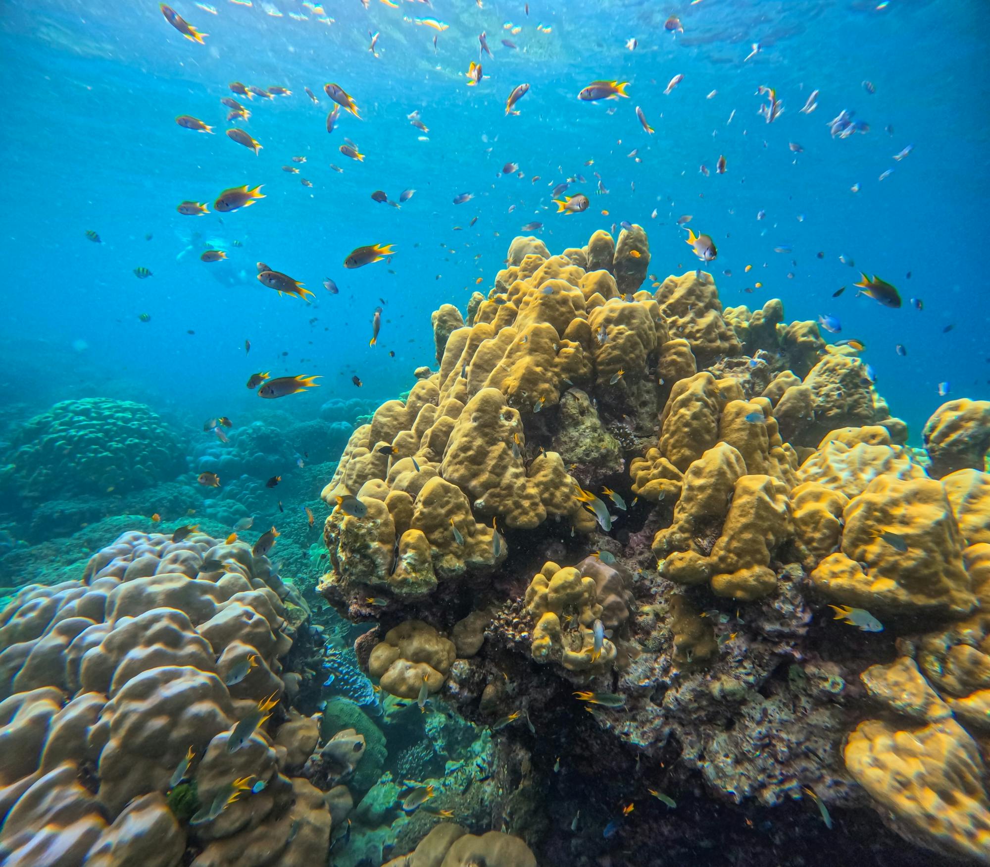 Full-day snorkelling tour of Thailand’s Surin Islands by catamaran