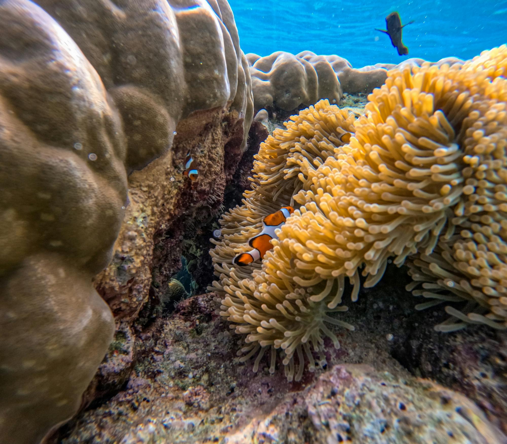 Full-day snorkelling tour of Thailand’s Surin Islands by catamaran