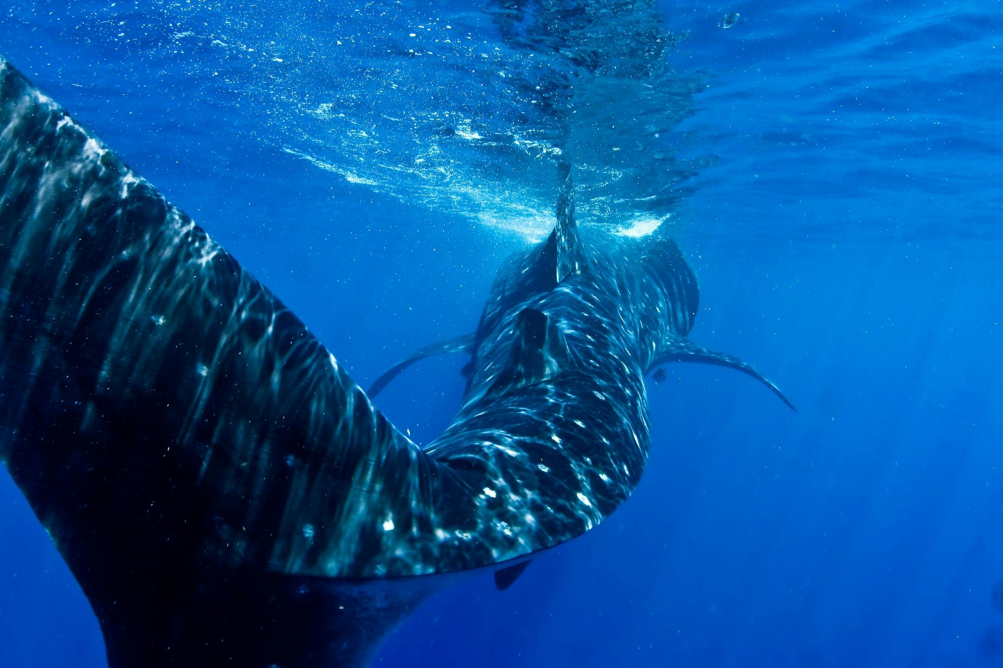 Whale Shark Discovery