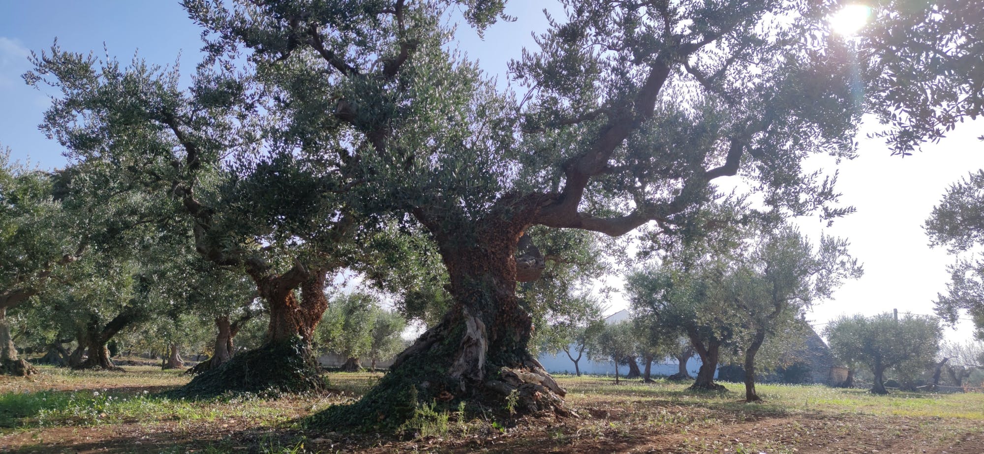 Wycieczka i degustacja oliwy z oliwek w dolinie Itria