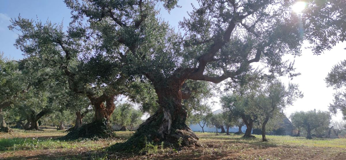 Tour e degustazione di olio d'oliva in Valle d'Itria