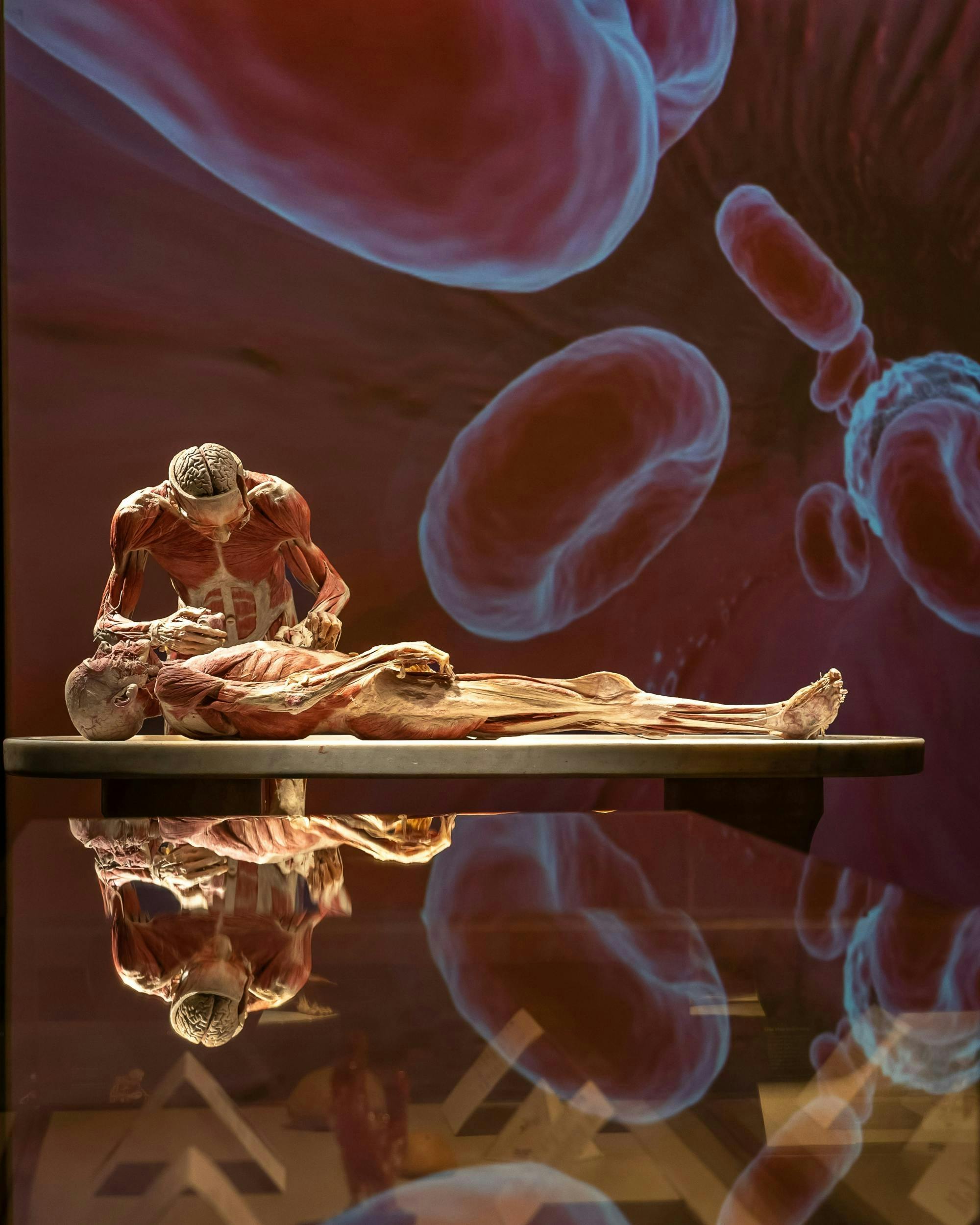 BODY WORLDS & Der Kreislauf des Lebens Ausstellung in Chemnitz
