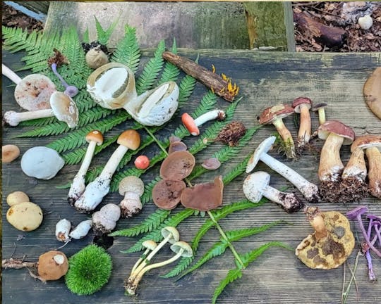 Mushroom foraging guided hike in Düsseldorf