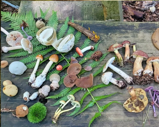 Mushroom foraging guided hike in Karlsruhe