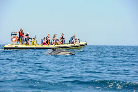 Insonia Grot en Dolfijnen Speedboottocht met Transfer vanaf Albufeira