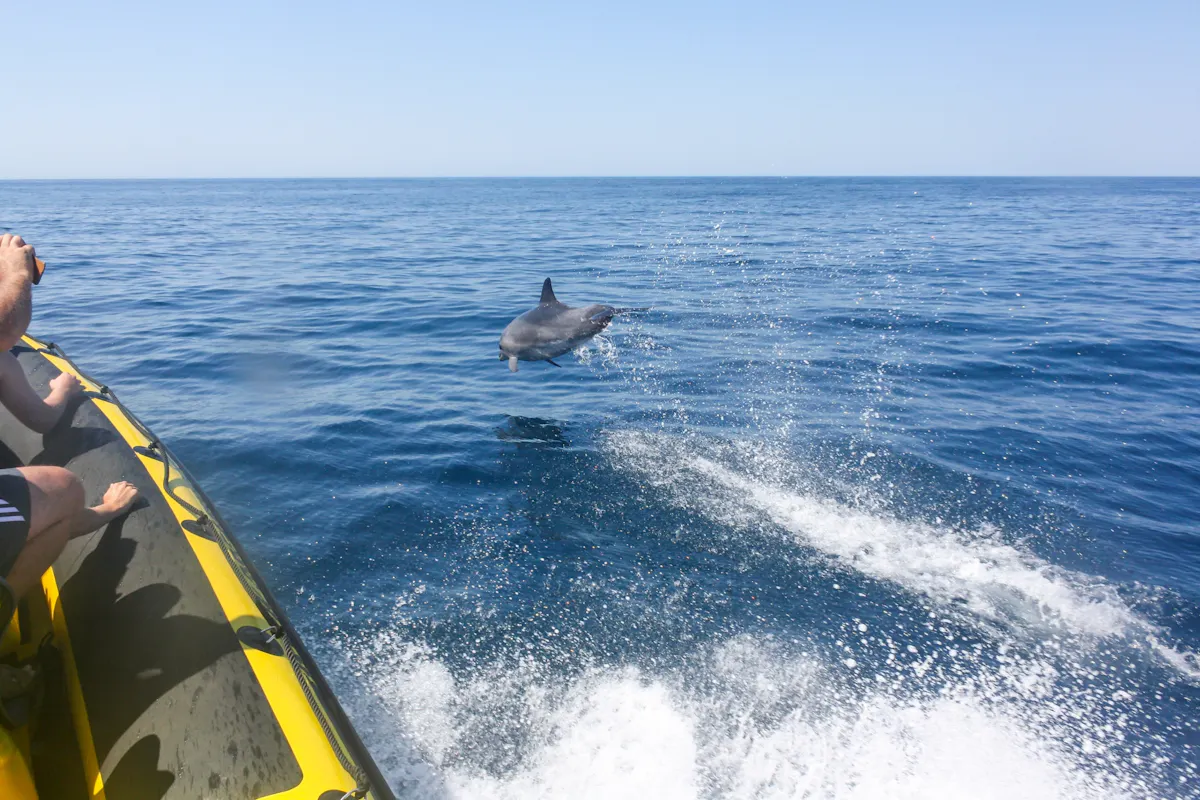 Insonia Cave and Dolphins Speedboat with Transport from Albufeira