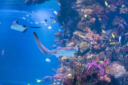 Gran Canaria’s Poema del Mar aquarium and Guayadeque canyon tour