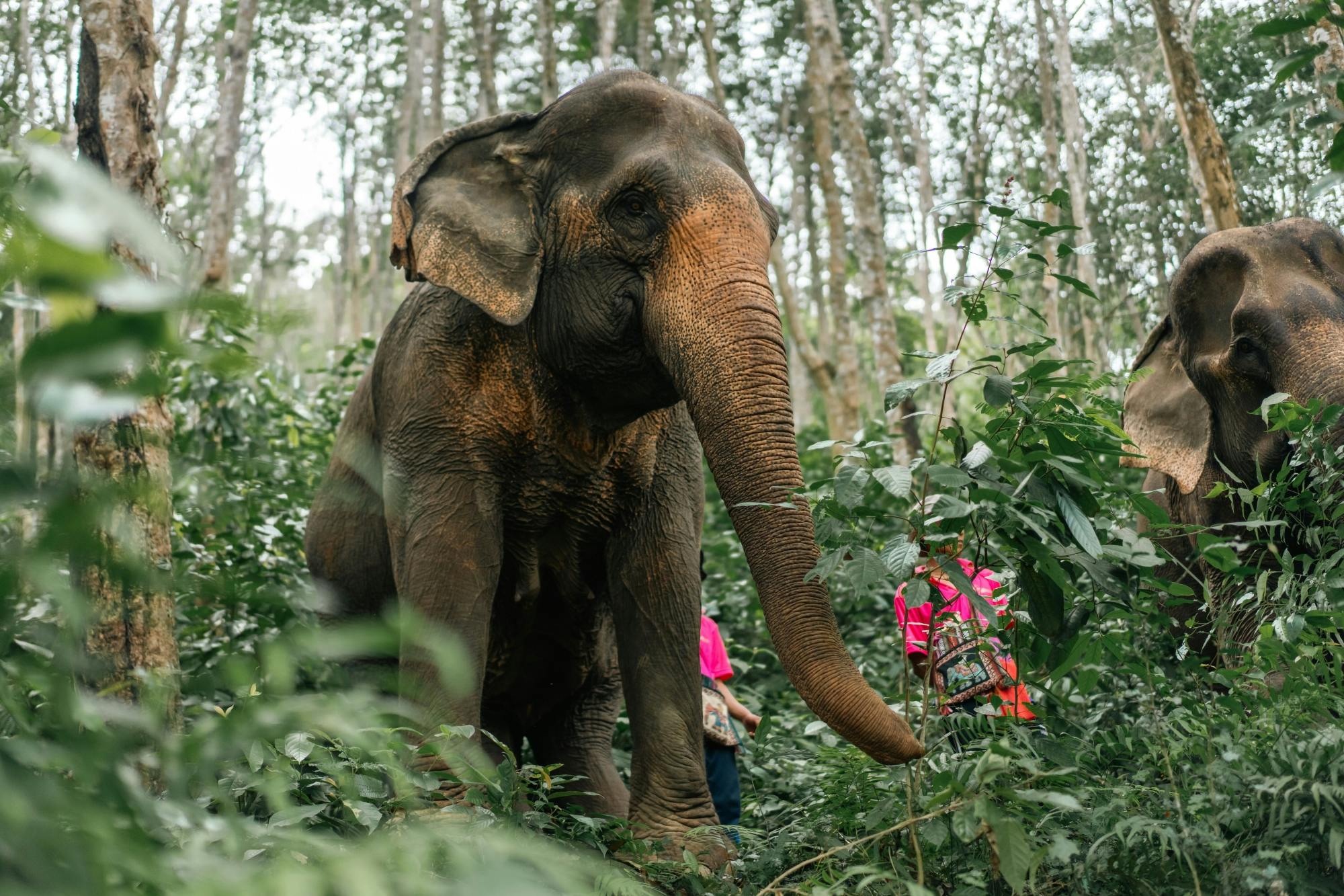 Half day elephant encounter from Phuket