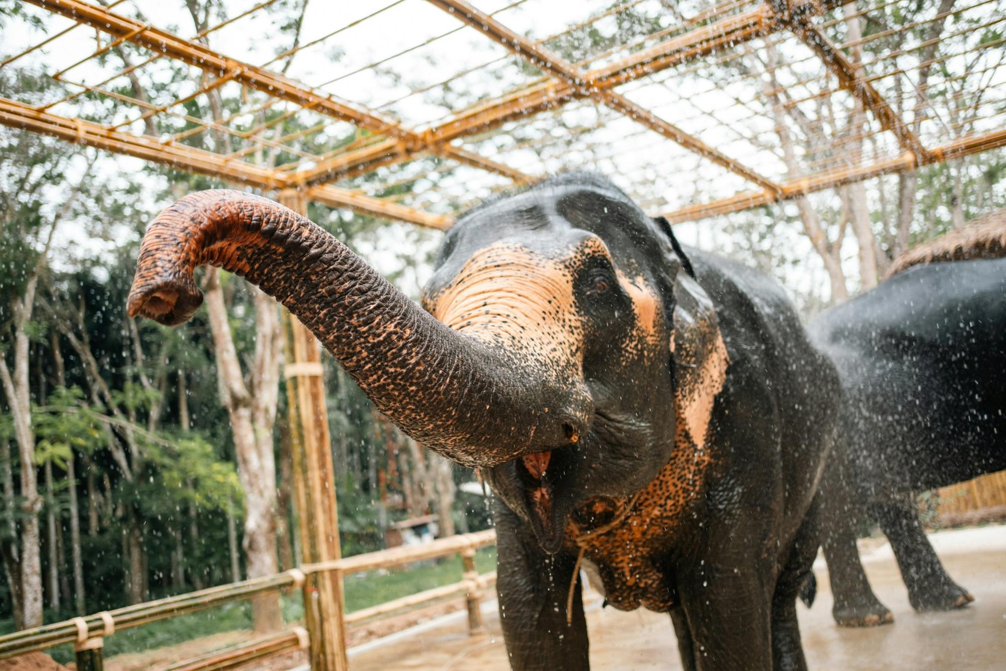 Demi-journée de rencontre avec les éléphants au départ de Phuket