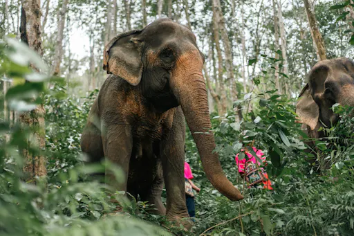 Half day elephant encounter from Phuket