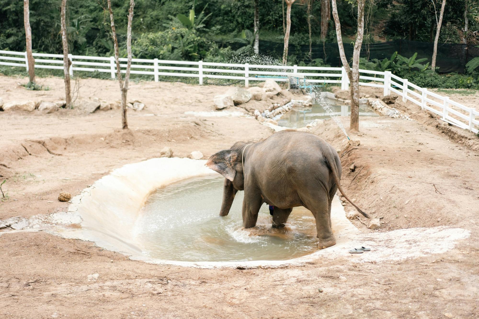 Half day elephant encounter from Phuket