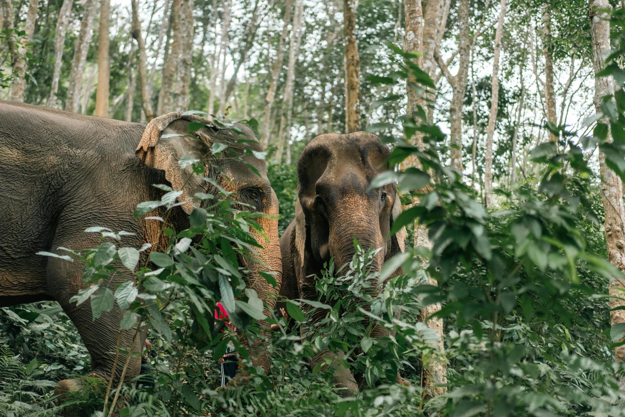 Half day elephant encounter from Phuket