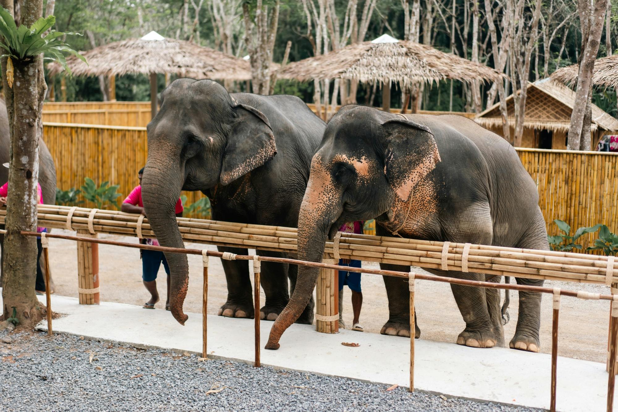 Half day elephant encounter from Phuket