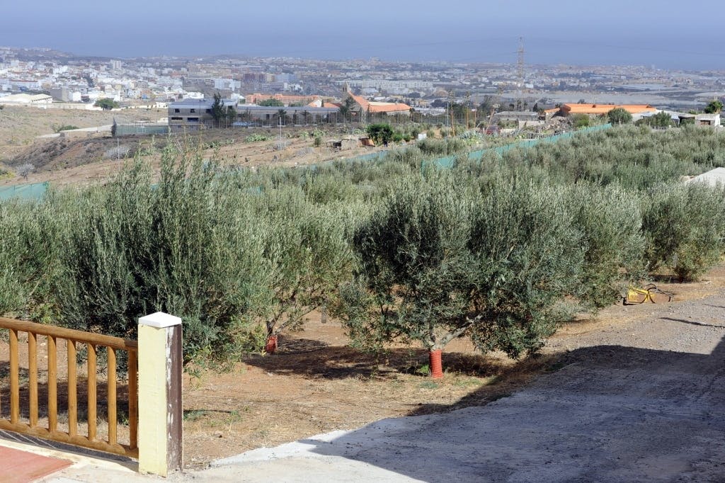 Finca Los Olivos and rum distillery tour with cave-side lunch