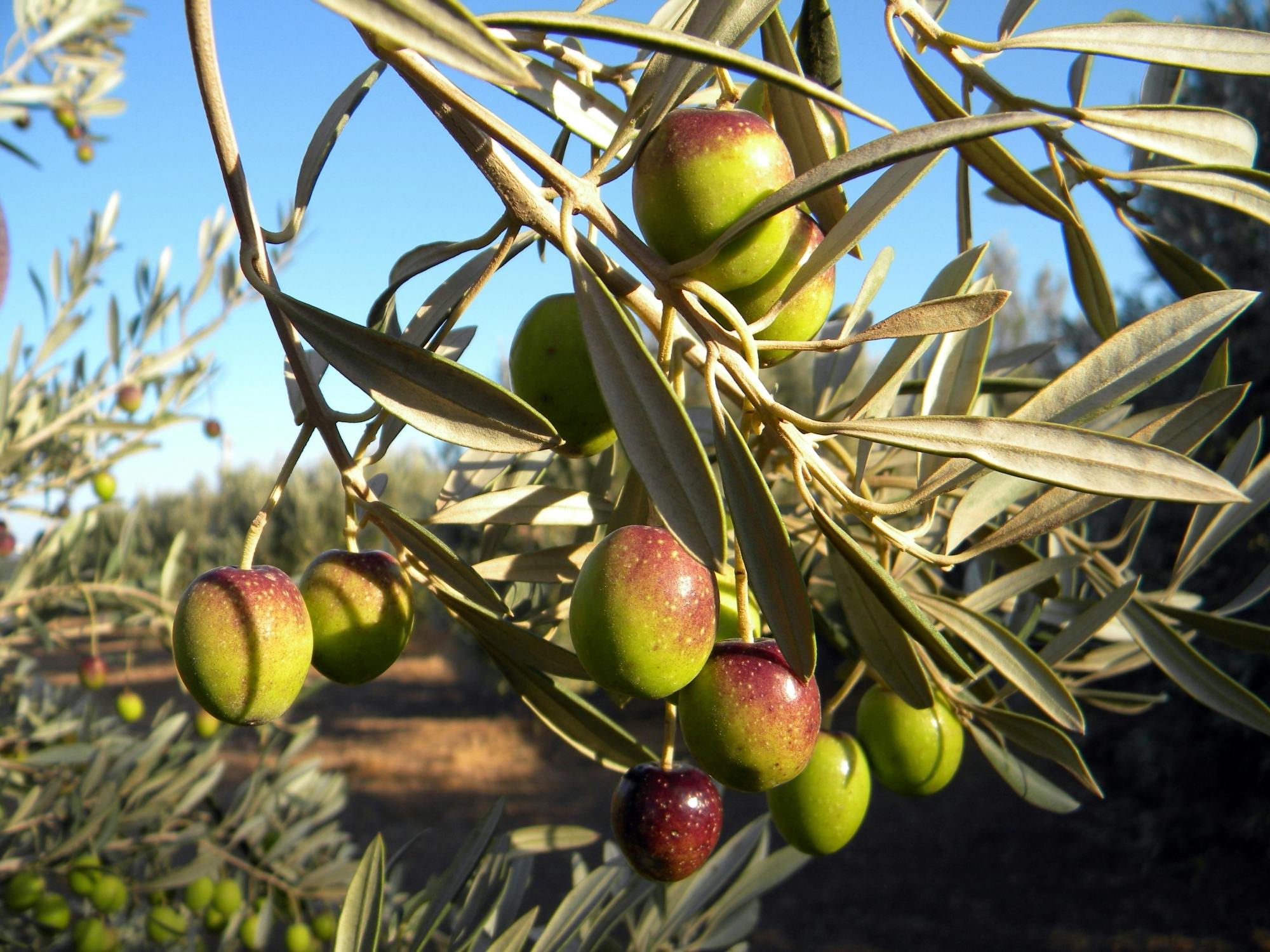 Finca Los Olivos and rum distillery tour with cave-side lunch