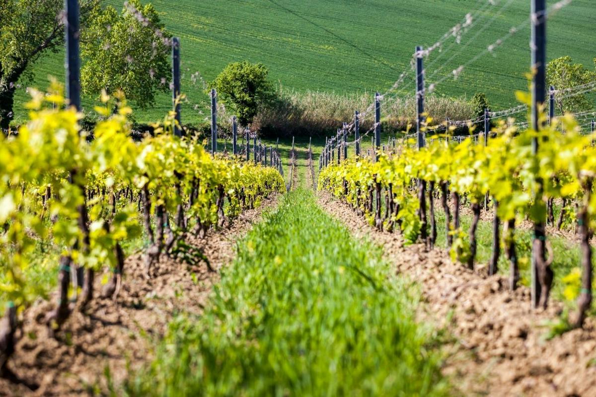 Degustazione guidata di vini nei vigneti di San Valentino