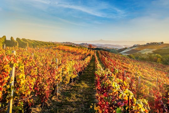 Dynamic wine tasting at Cantina Moscone