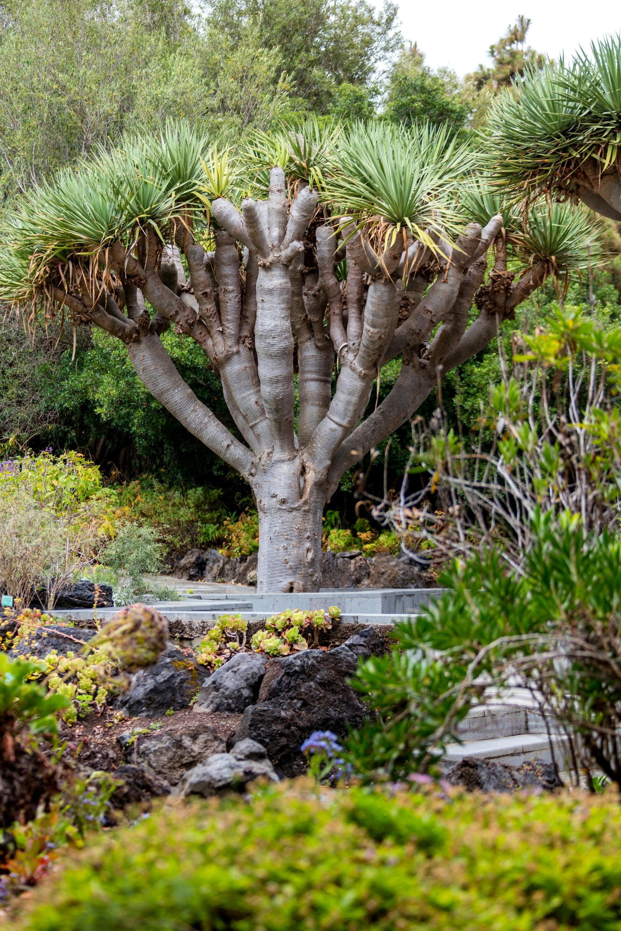 Sites & Bites: Gran Canaria botanical garden and fresh fruits