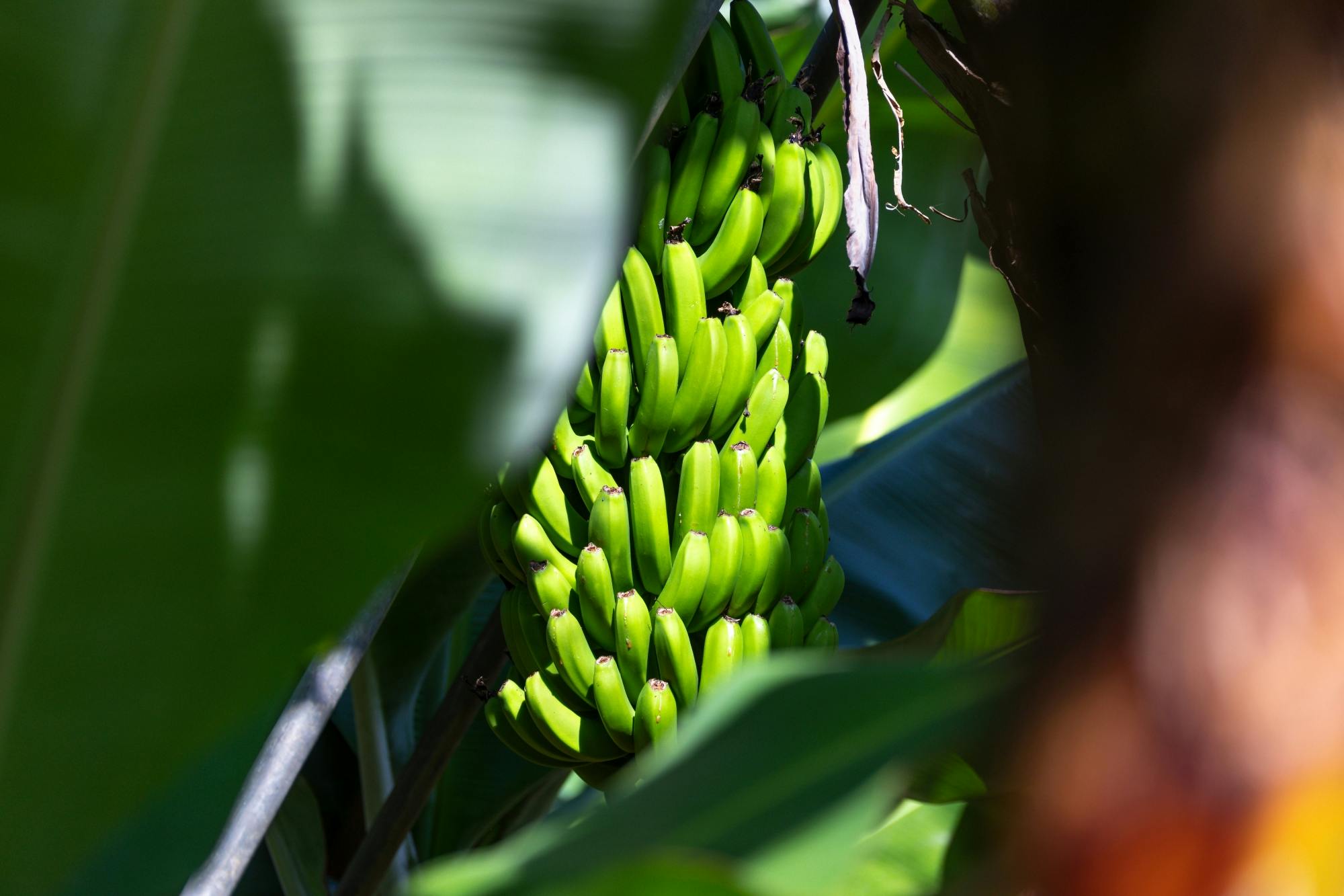 Sites & Bites: Gran Canaria botanical garden and fresh fruits