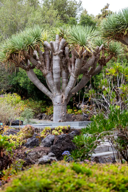 Sites & Bites: Gran Canaria botanical garden and fresh fruits