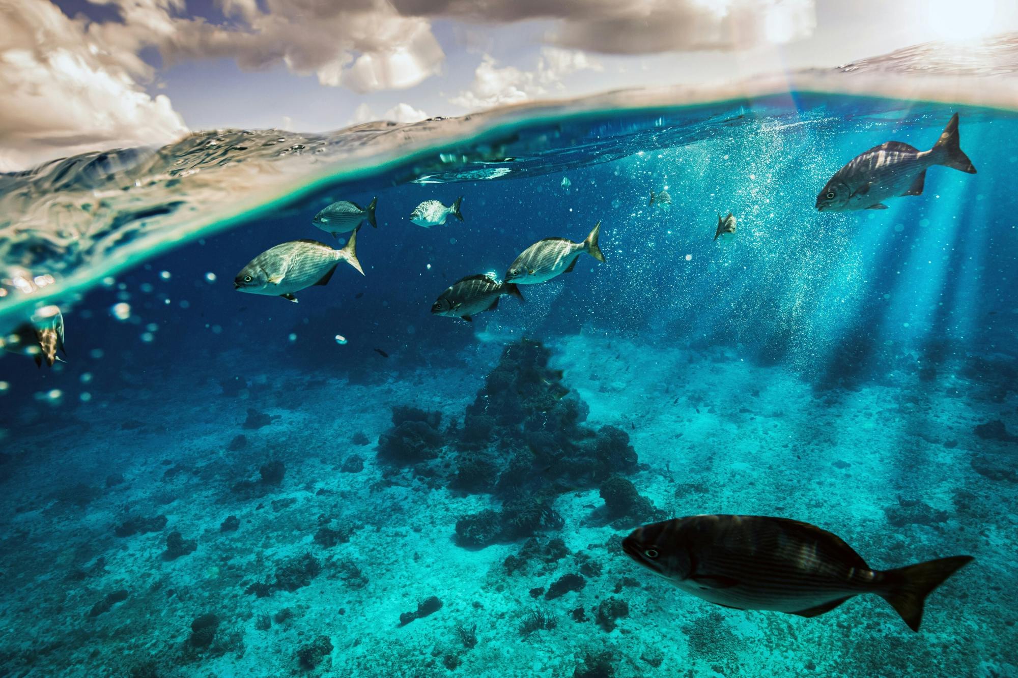 Cozumel guided snorkelling and island tour from Cancun