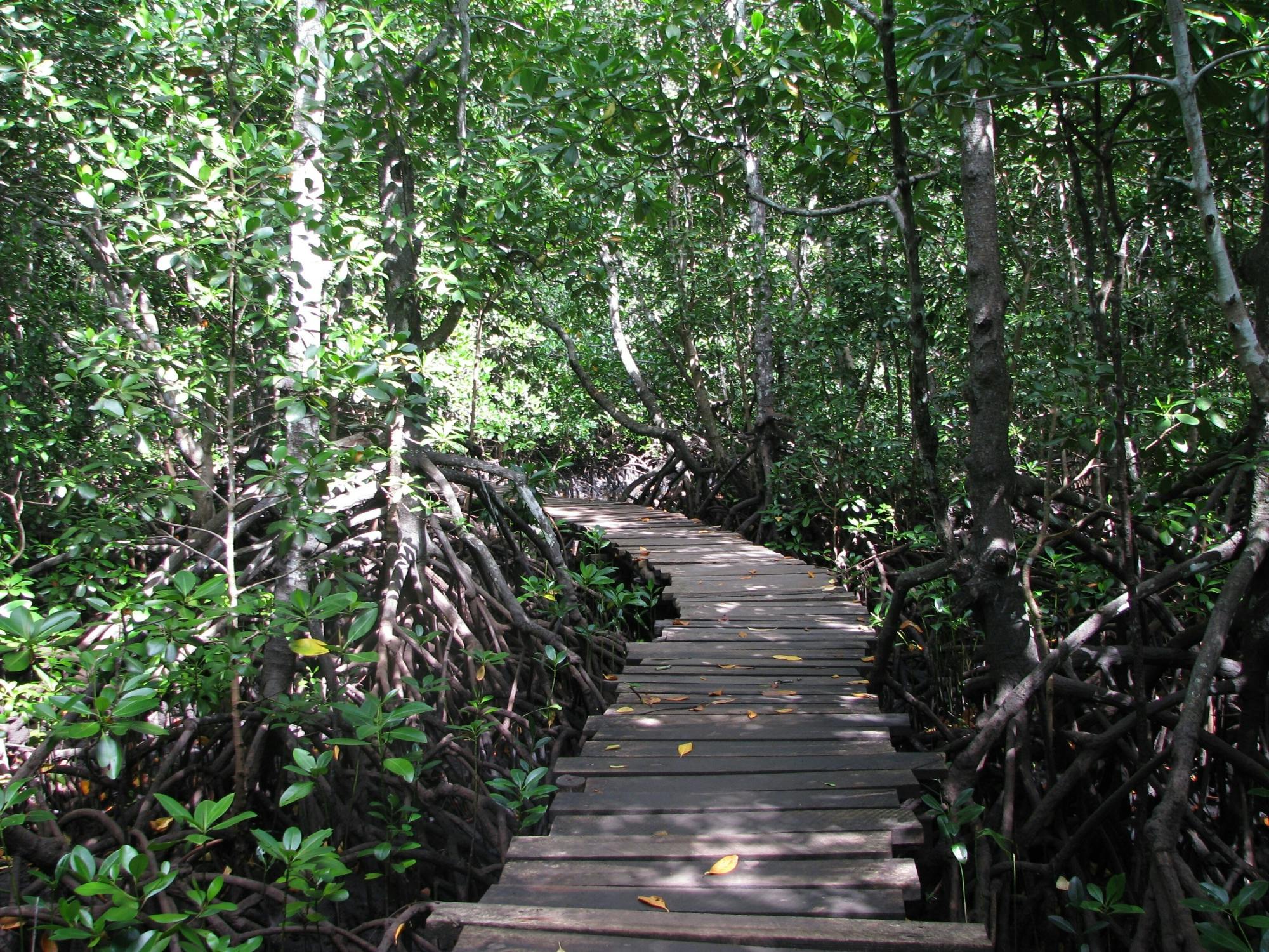 Zanzibar Jozani Forest, cave and village adventure private tour